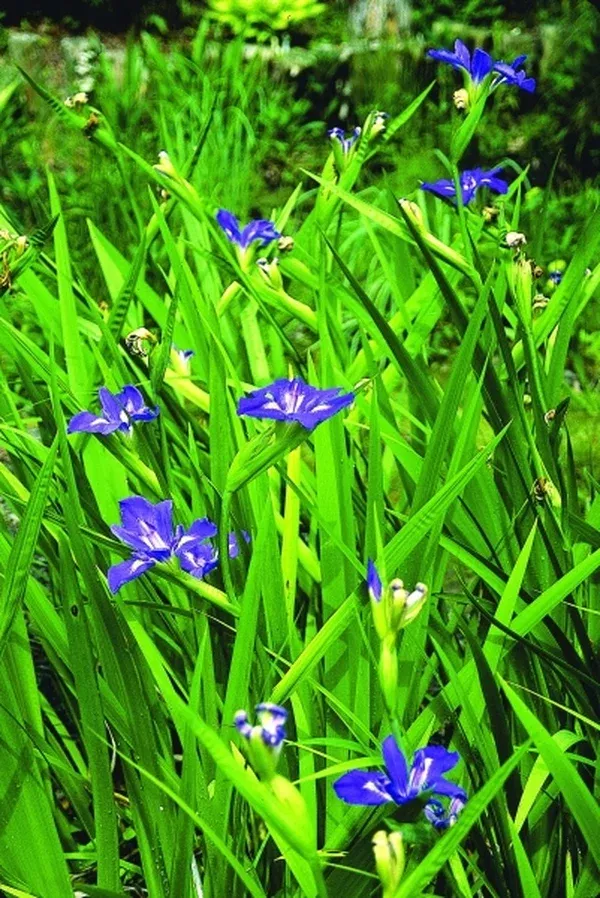 Iris hexagona