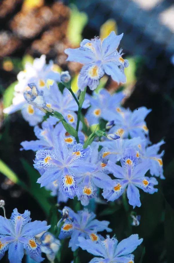 Iris japonica 'Eco Easter'