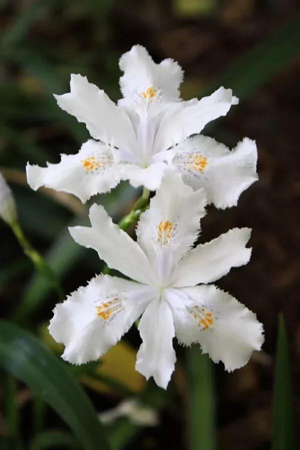 Iris japonica 'Wuhan Angel'