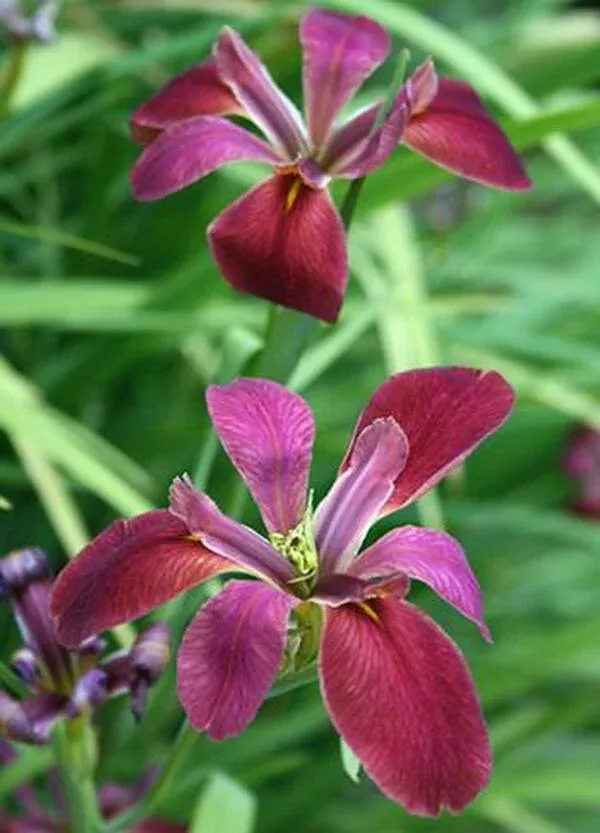 Iris nelsonii