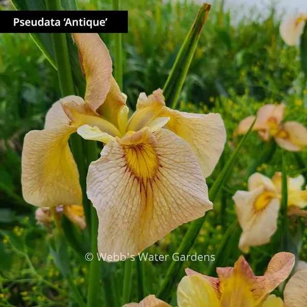 Iris Pseudata - Shallow Water Plants (Bare Root)