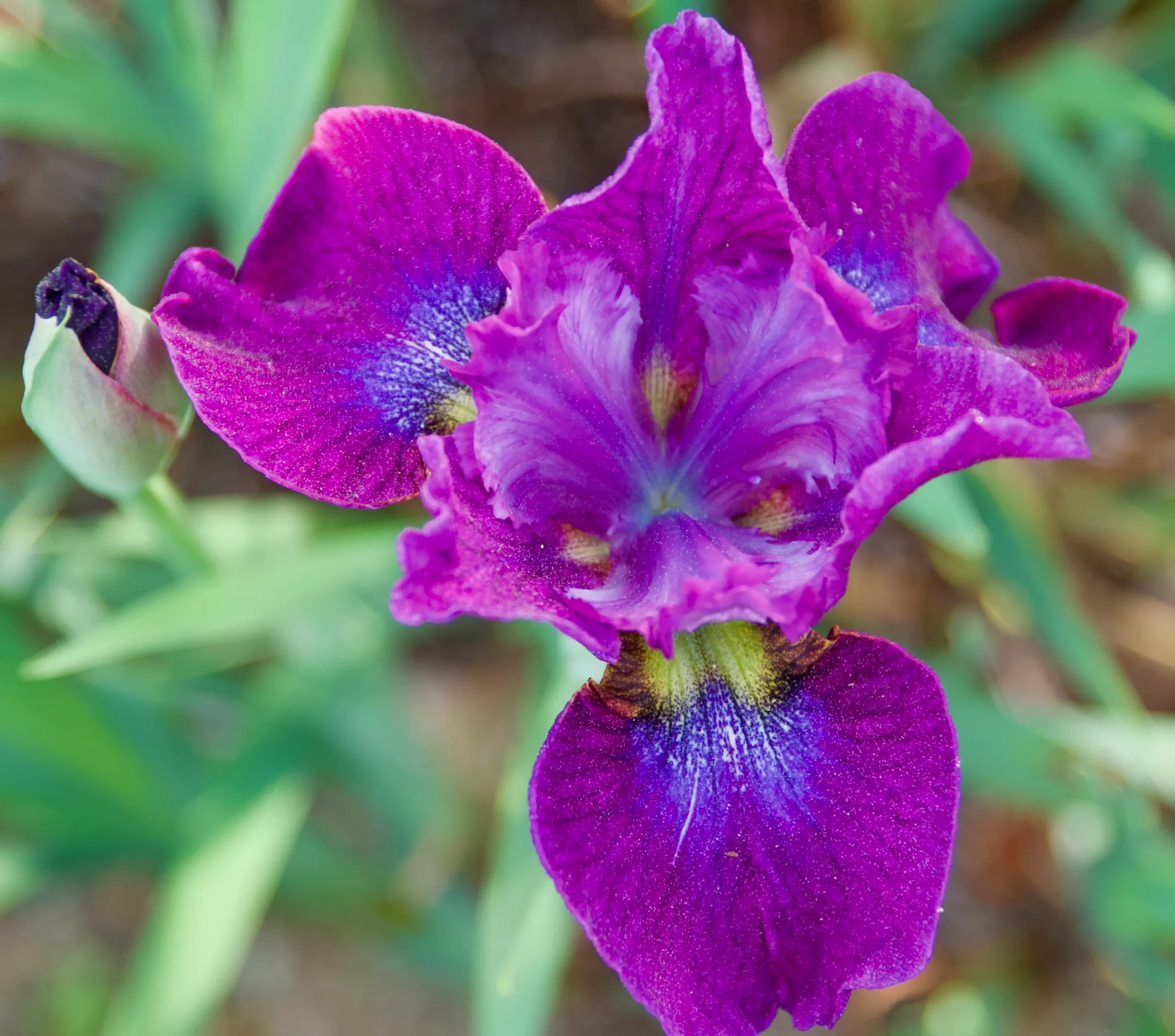 Iris sibirica 'Baby Steps'