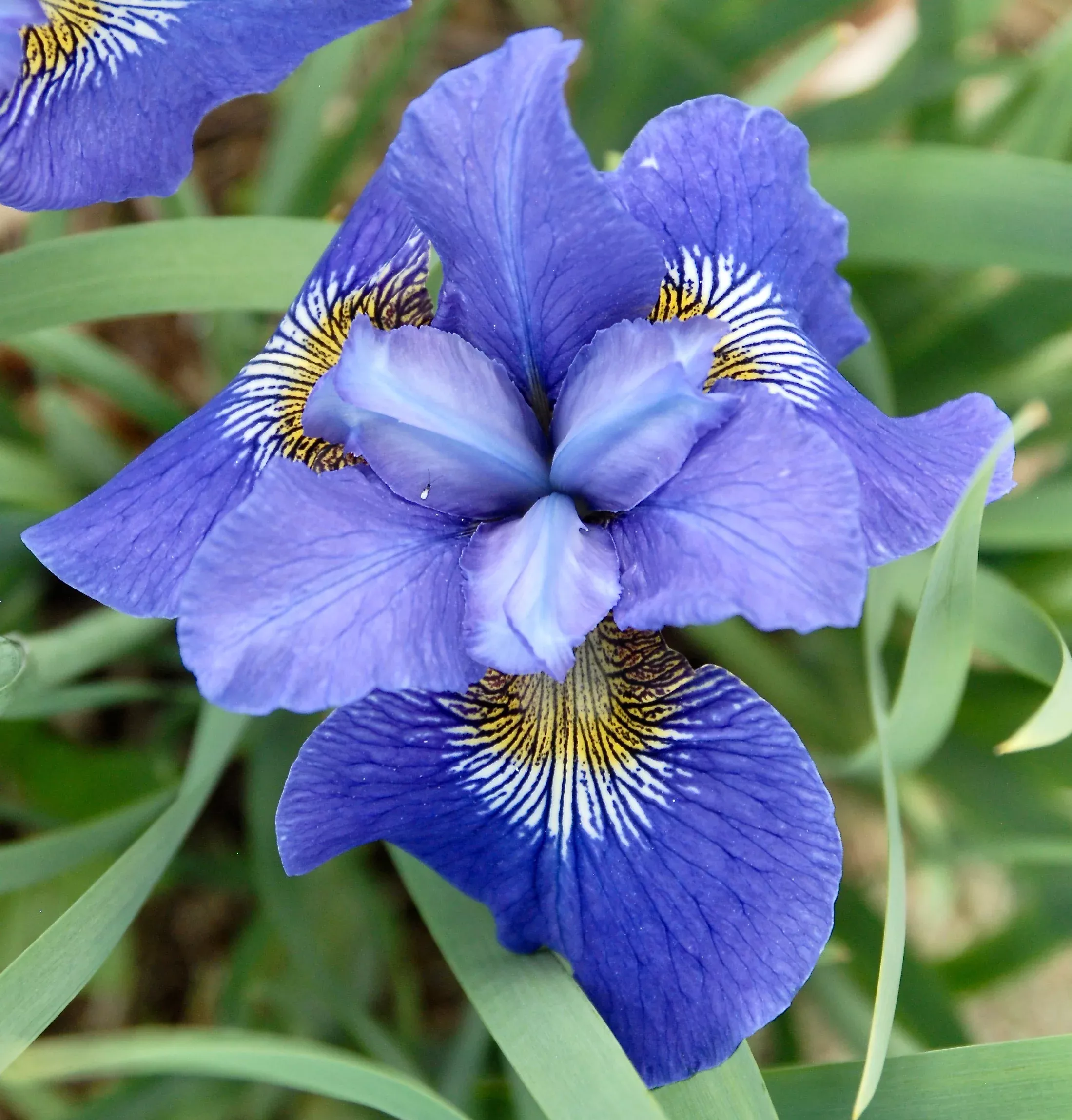 Iris sibirica 'Big Blue'