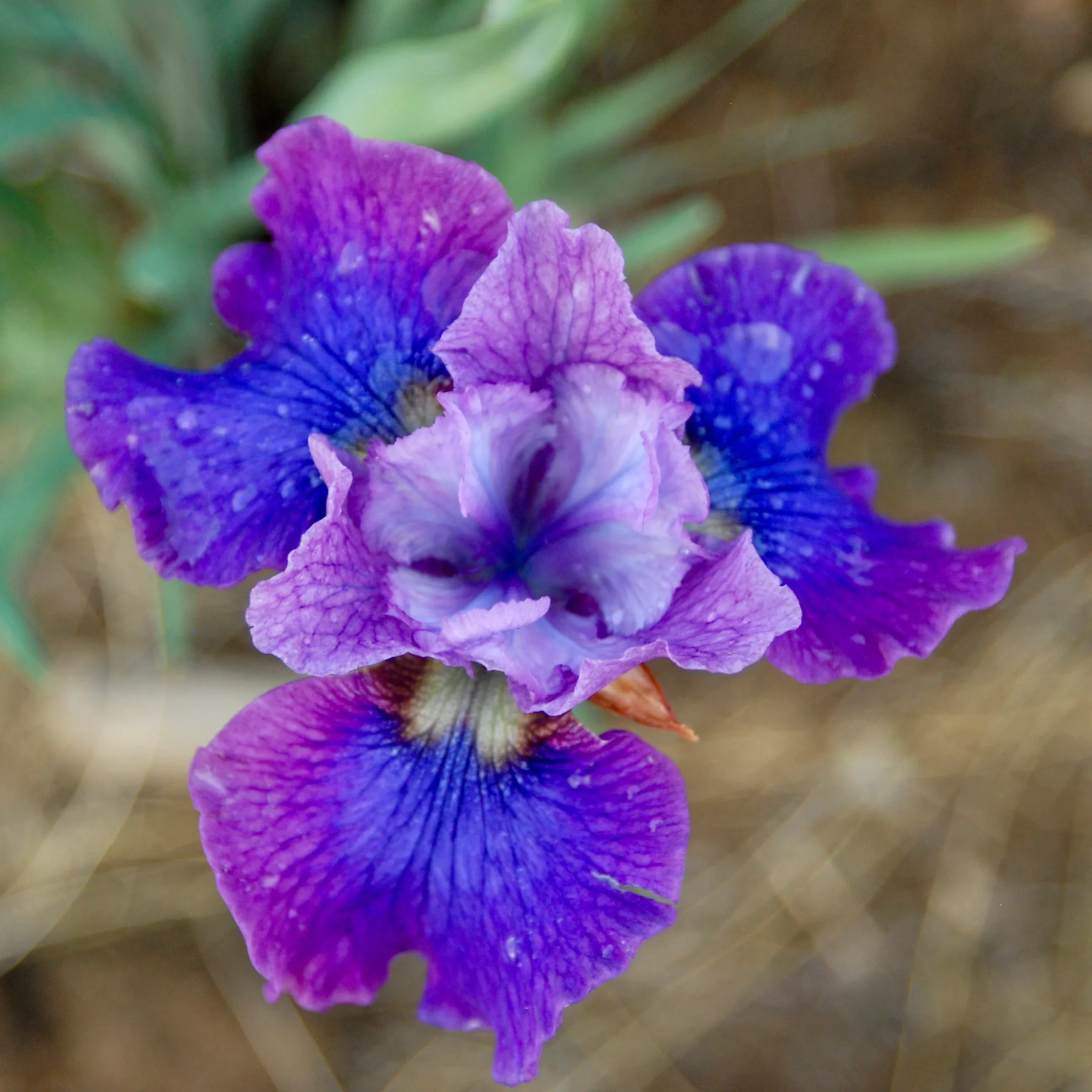 Iris sibirica 'My First Kiss'