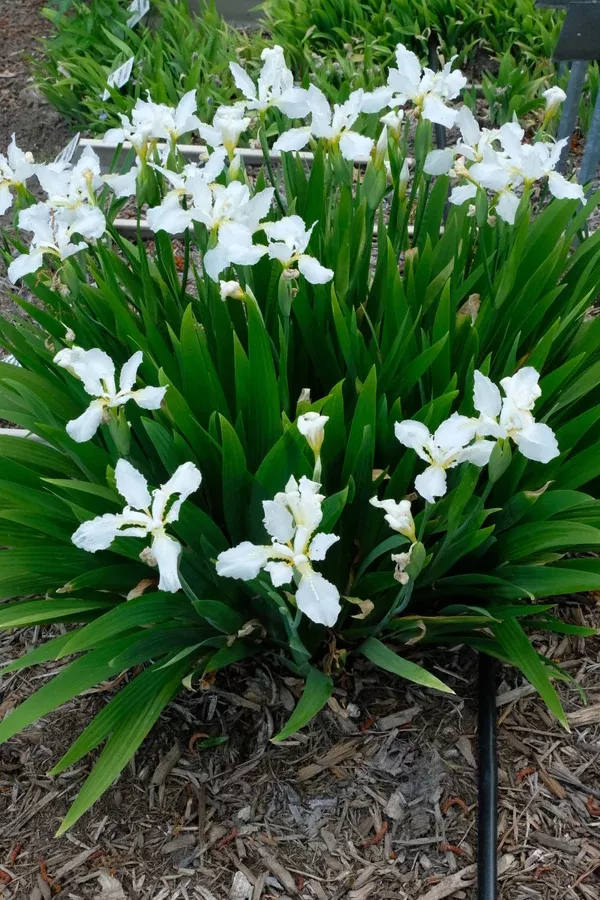Iris tectorum 'Alba'