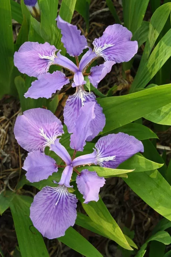 Iris tectorum 'Wolong'