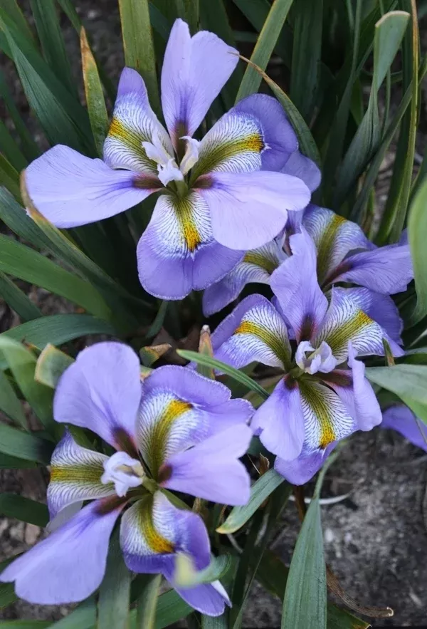 Iris unguicularis 'Francis Wolseley'