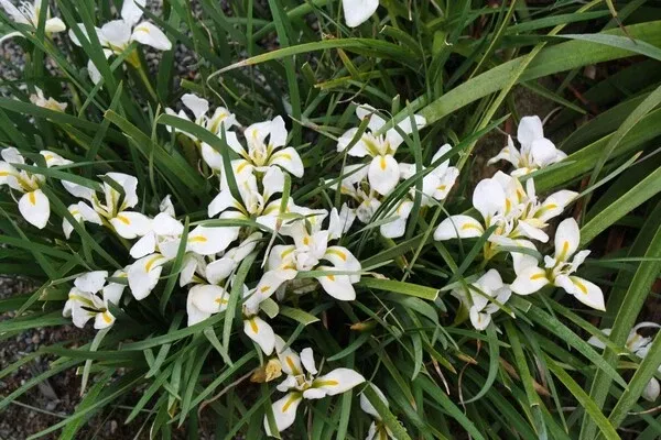 Iris unguicularis 'Great White'