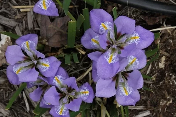 Iris unguicularis 'Logan Calhoun'