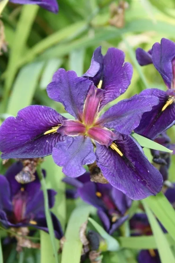 Iris x louisiana 'Black Gamecock'