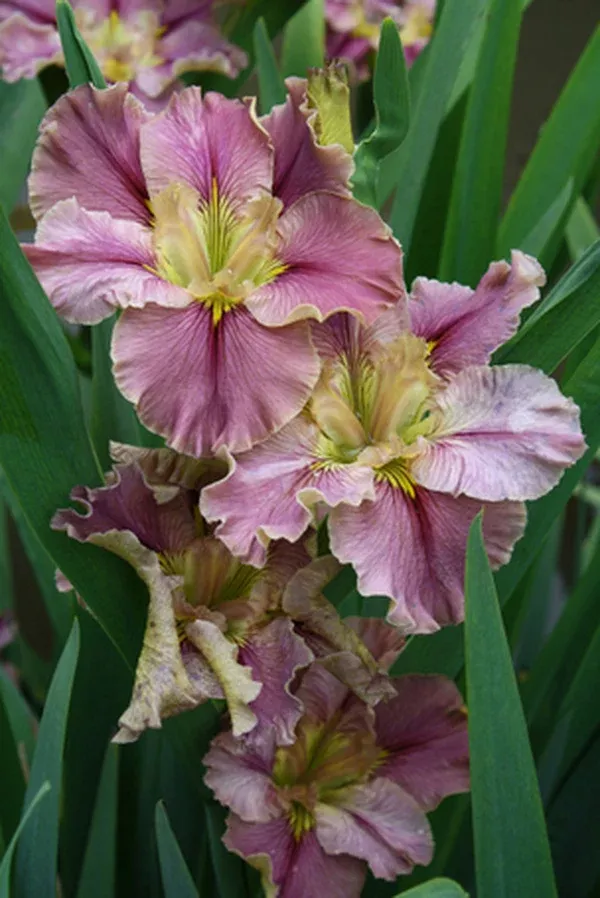 Iris x louisiana 'Prix D'Elegance'