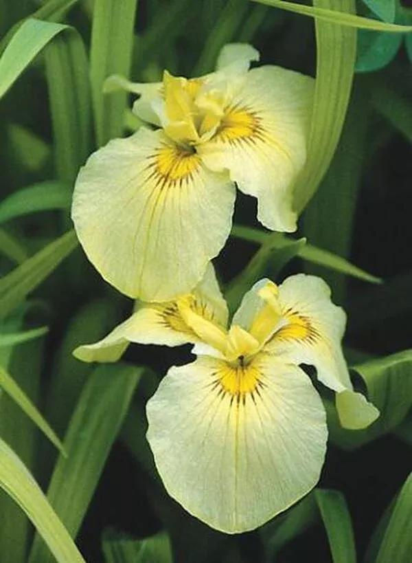 Iris x pseudata 'Aichi no Kagayaki'
