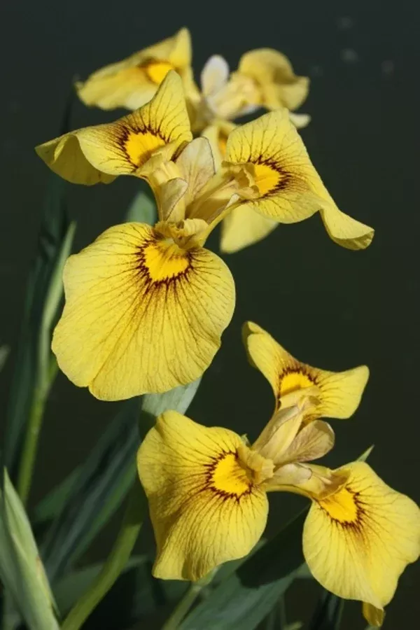 Iris x pseudata 'Chance Beauty'
