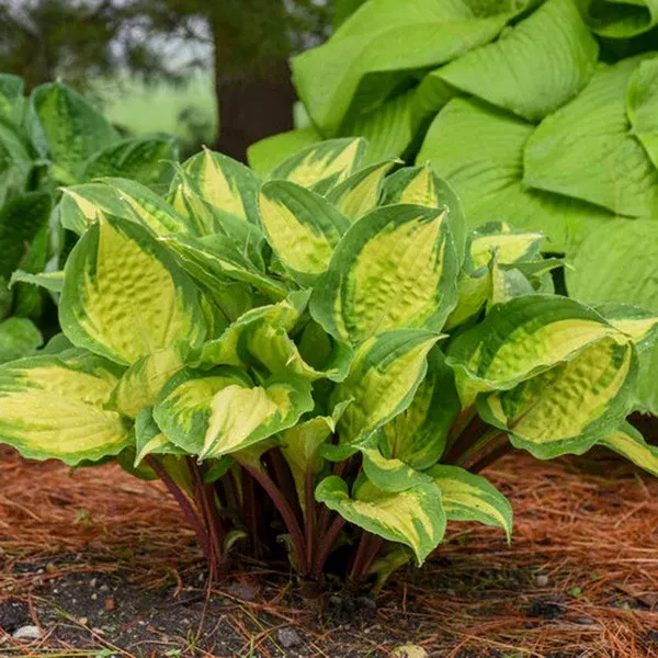 Island Breeze Hosta # 1 CG