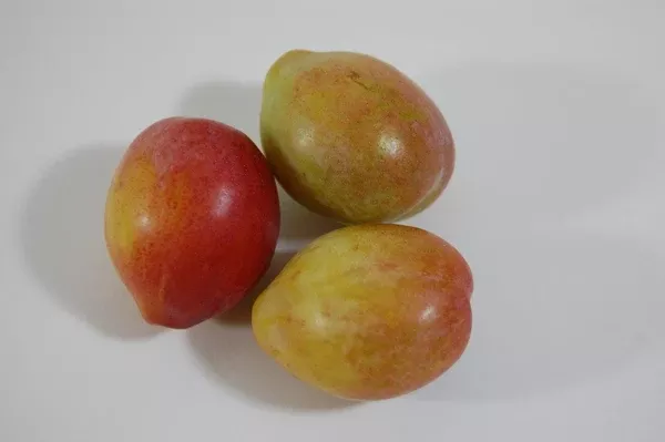 Italian Prune Plum European Semi-Dwarf Tree