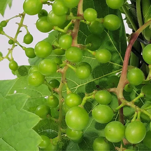 Itasca Grape Vine