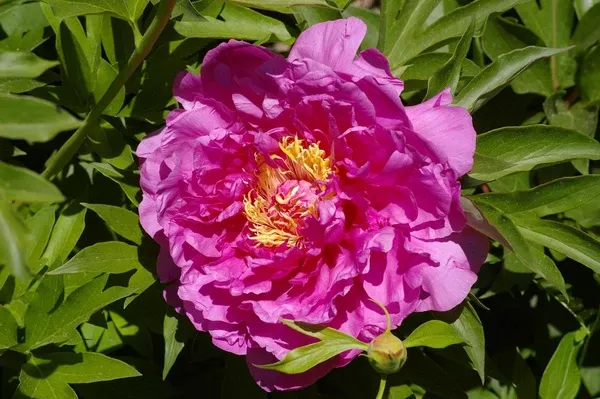 Itoh Peony - Gorden E. Simonson