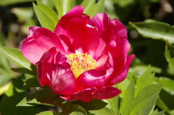 Itoh Peony ‘Watermelon Wine’