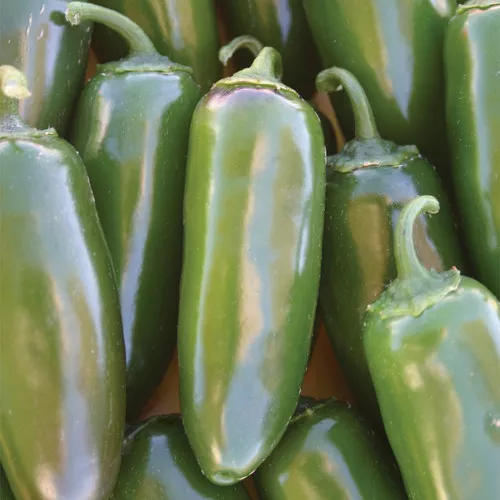 Jalapeno Gigante Pepper