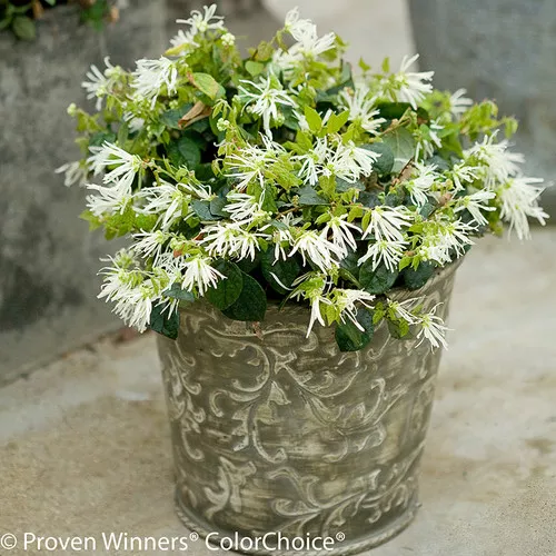Jazz Hands Dwarf White Loropetalum