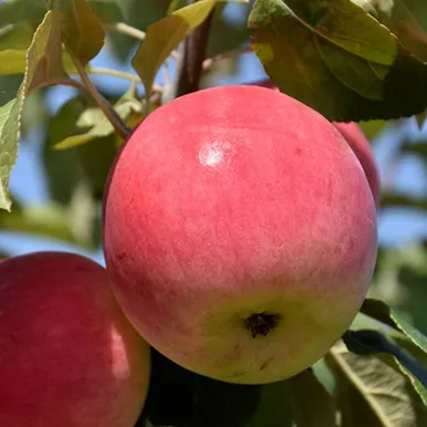Jerseymac AppleFruit Tree