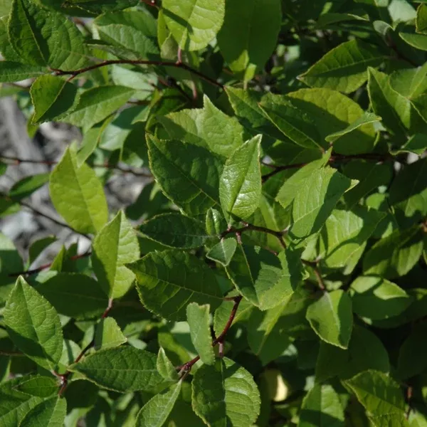 Jim Dandy Common Winterberry