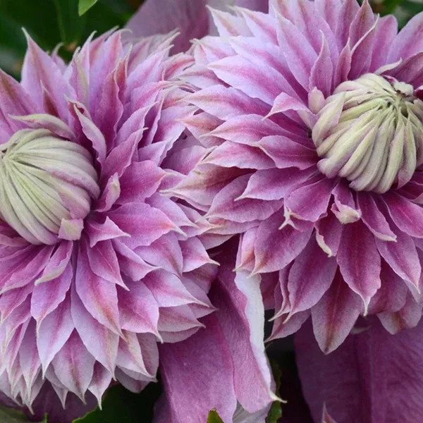 Josephine Clematis RE# 1 Container