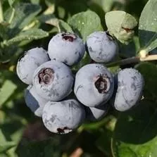 Jubilee Highbush Blueberry