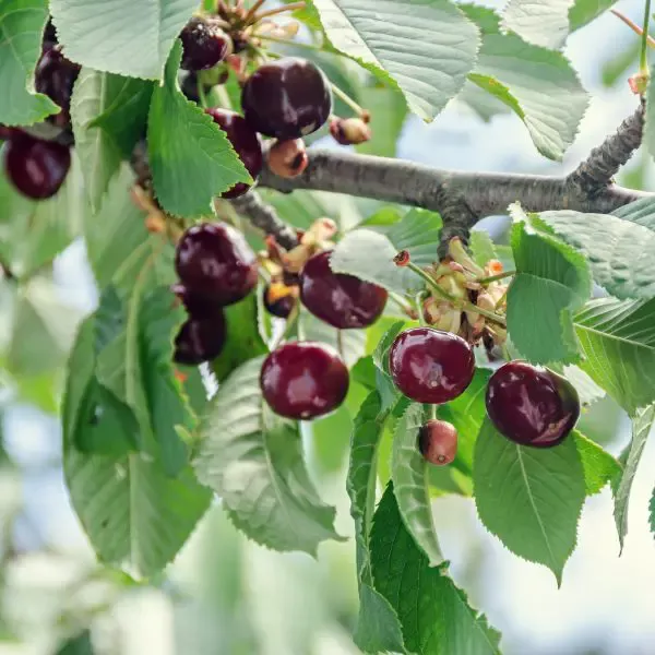 Juliet Bush Cherry