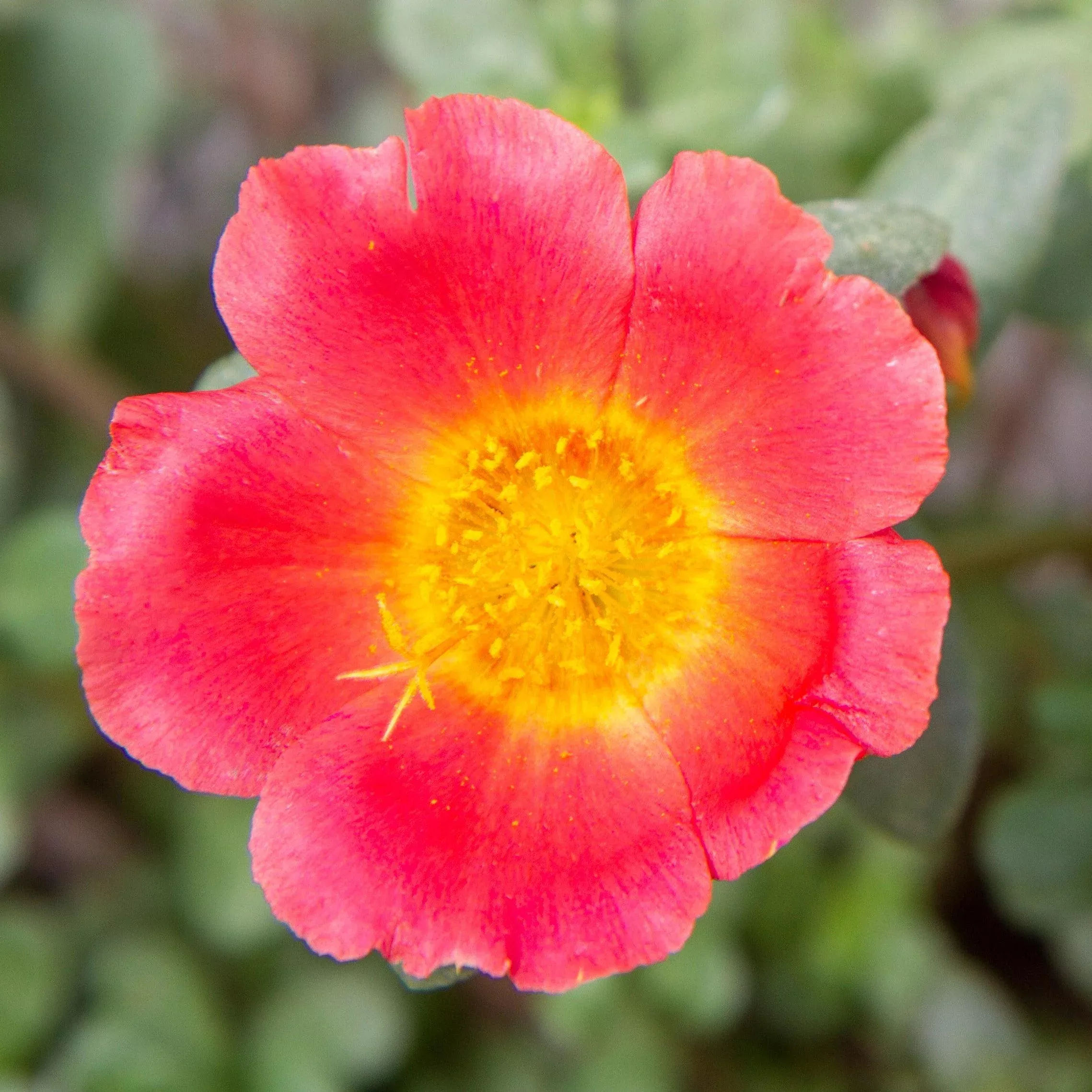 Jumbo Salsa Purslane