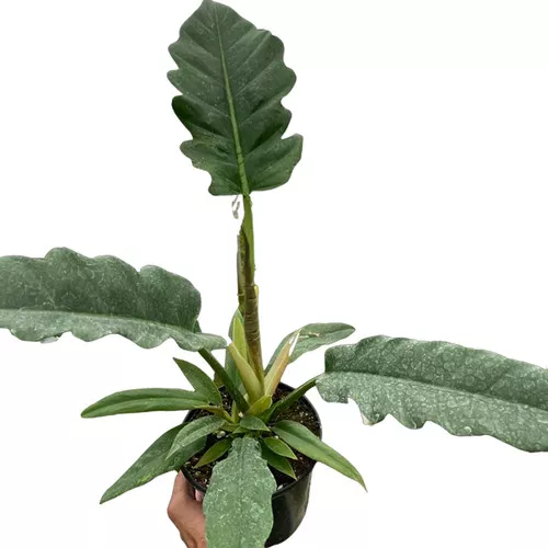 Jungle Boogie Philodendron