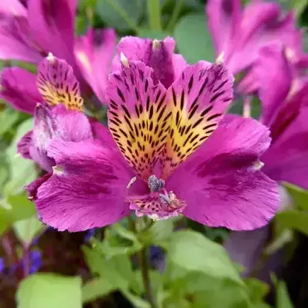 Jupiter Peruvian Lily