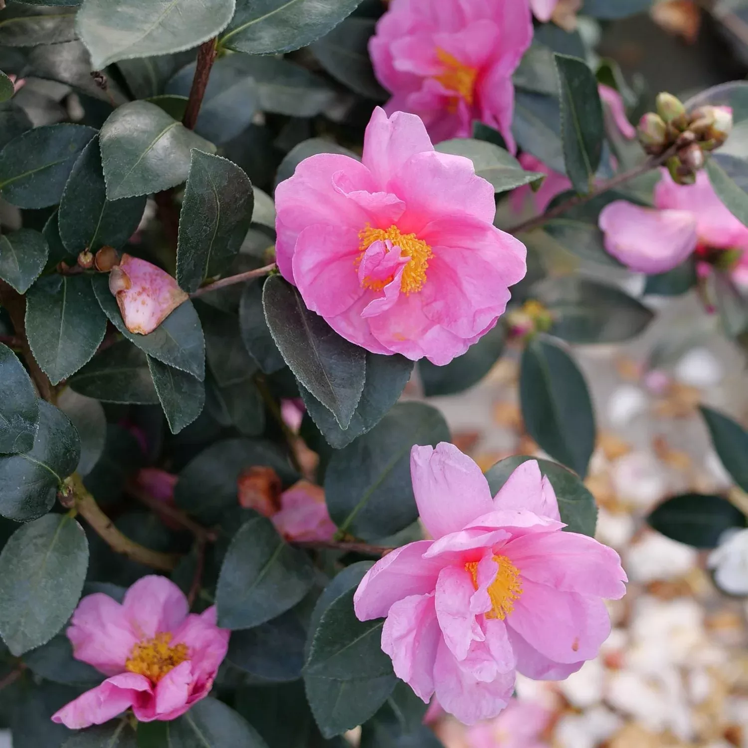Just Chill™ Double Mauve Camellia