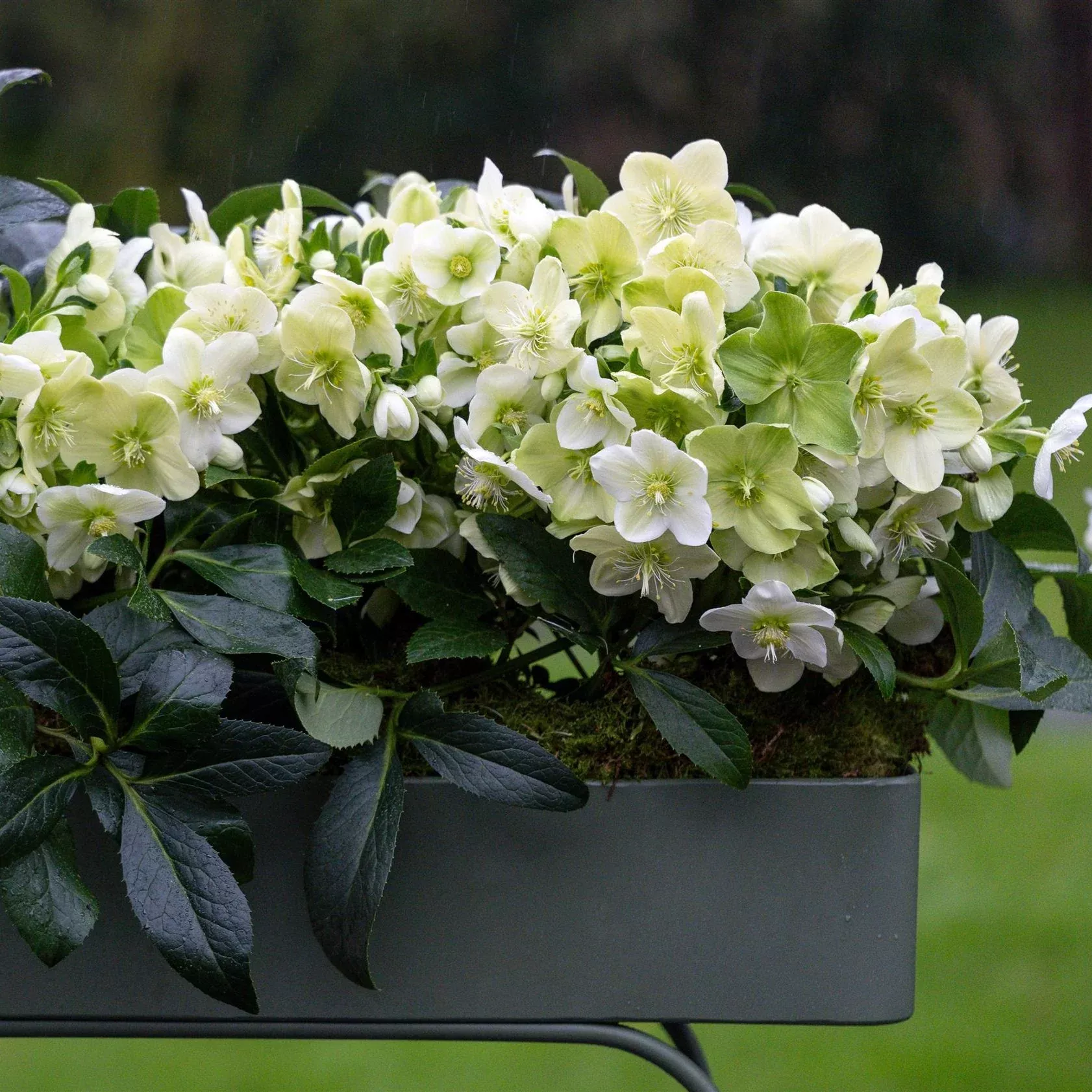 JWLS Endless Lenten Rose