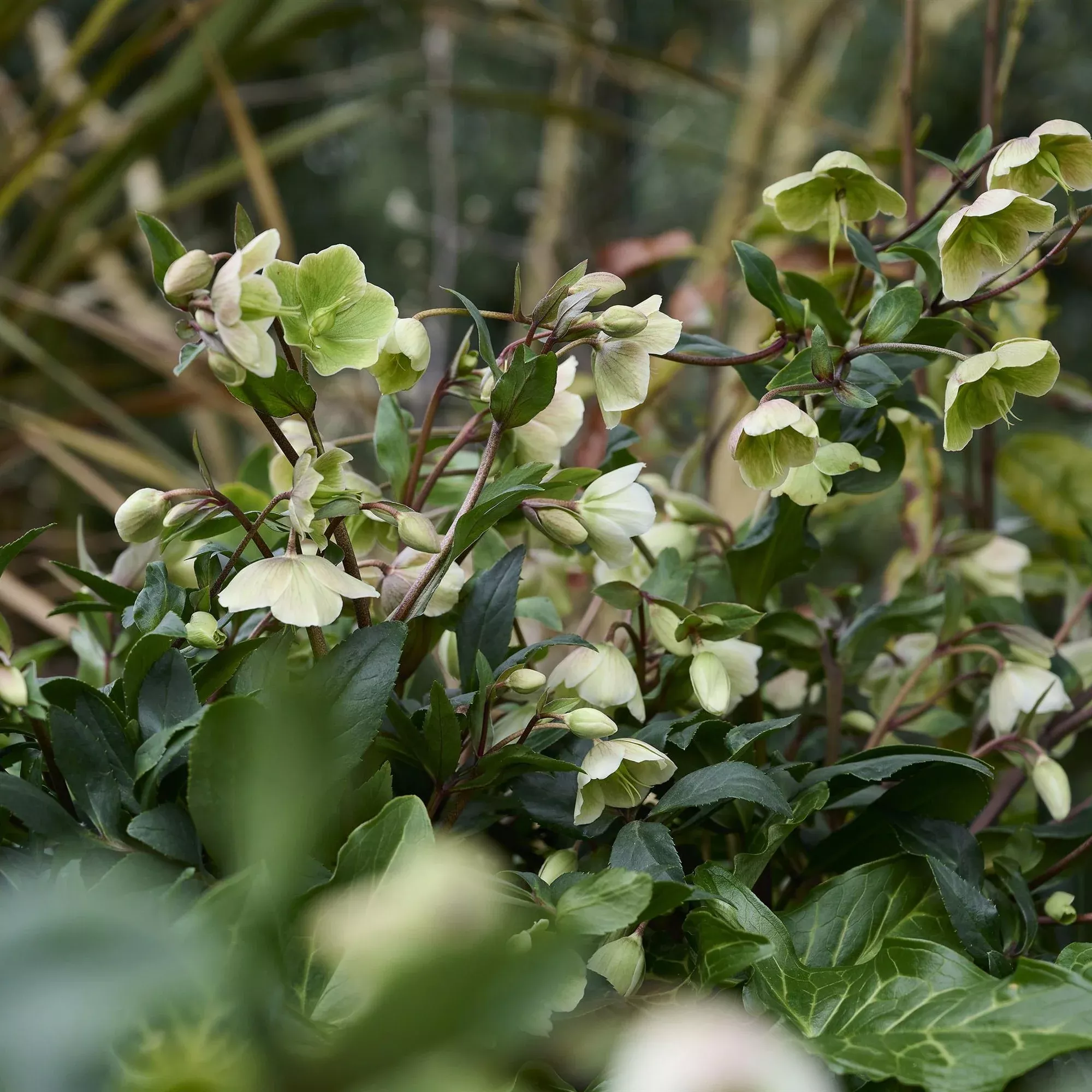 JWLS Winterbells Lenten Rose