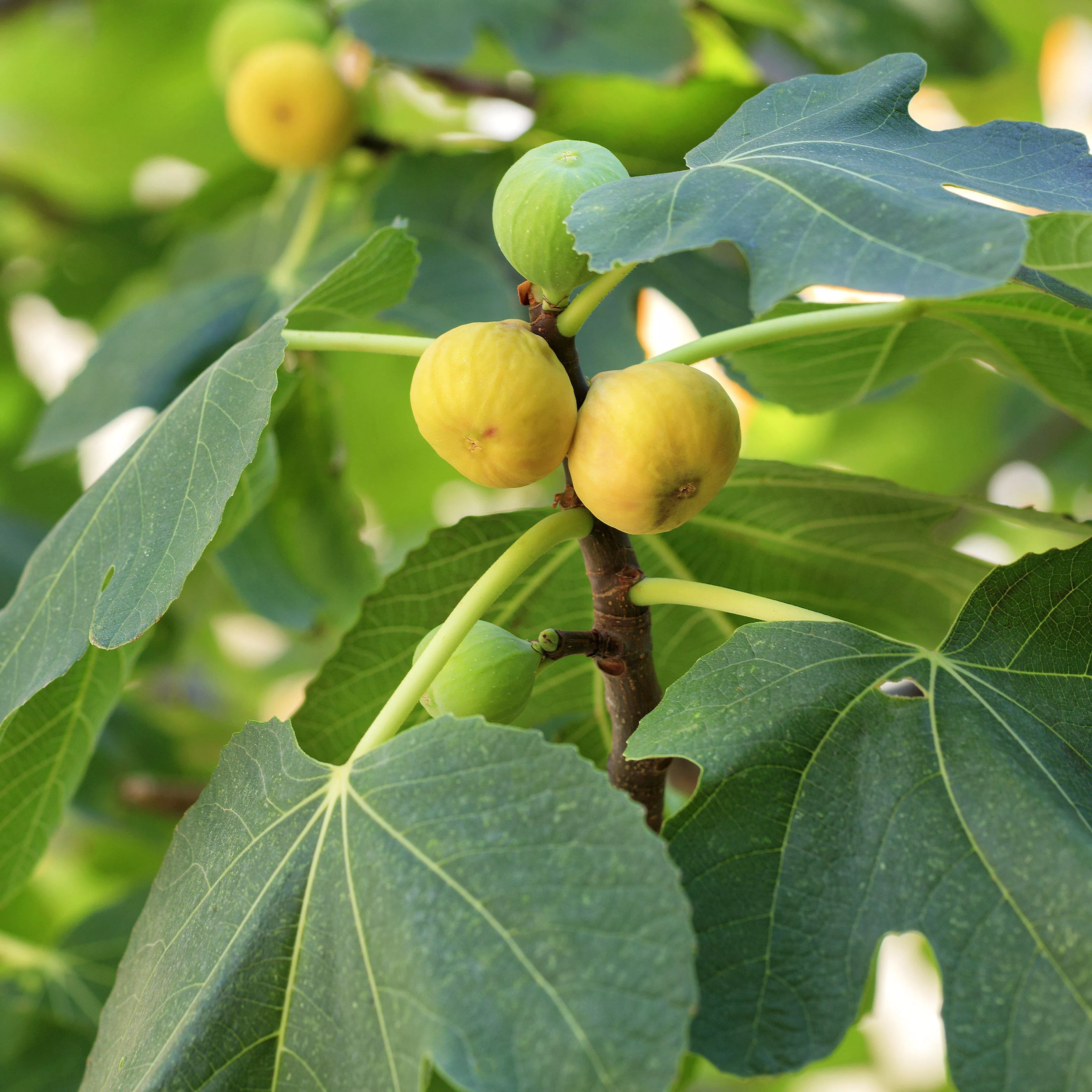 Kadota Fig