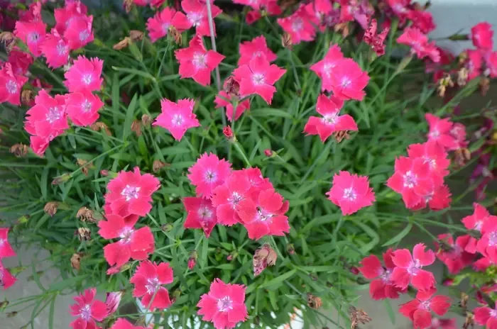 Kahori Scarlet Dianthus