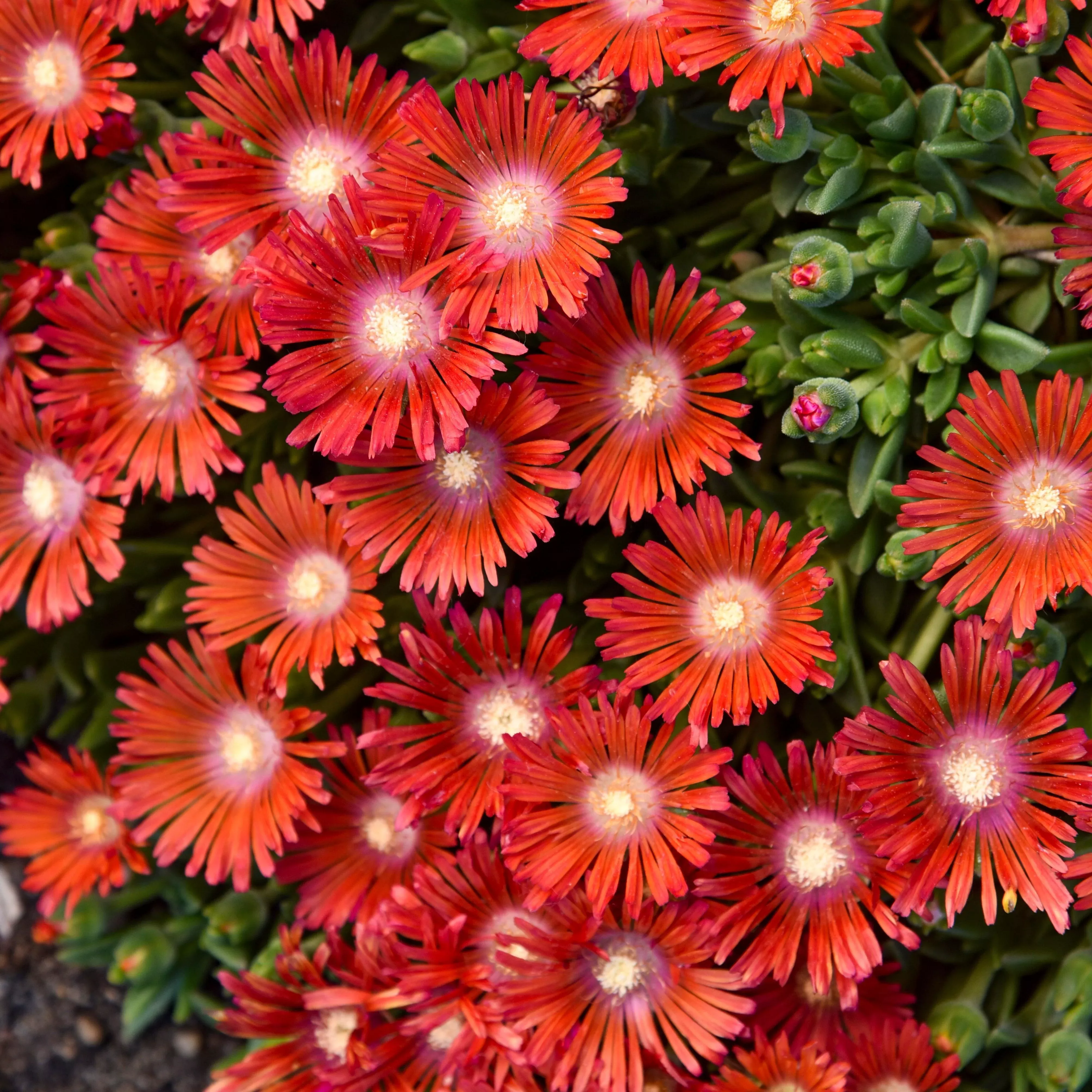 Kaleidoscope™ Dancing Embers Ice Plant
