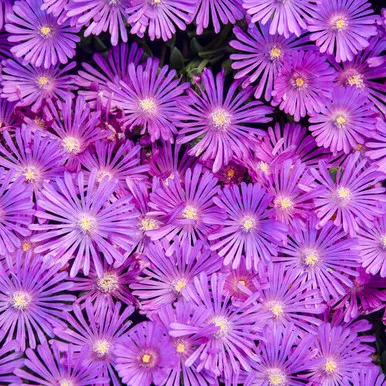 Kaleidoscope Orchid Flash Ice Plant