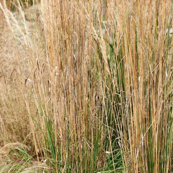 Karl Foerster Feather Reed Grass# 1 Container