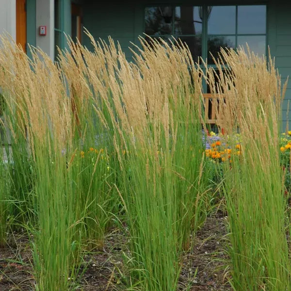 Karl Foerster Feather Reed Grass# 2 Container