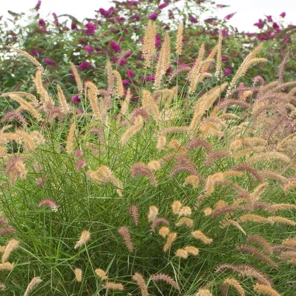 Karley Rose Grass# 5 CG