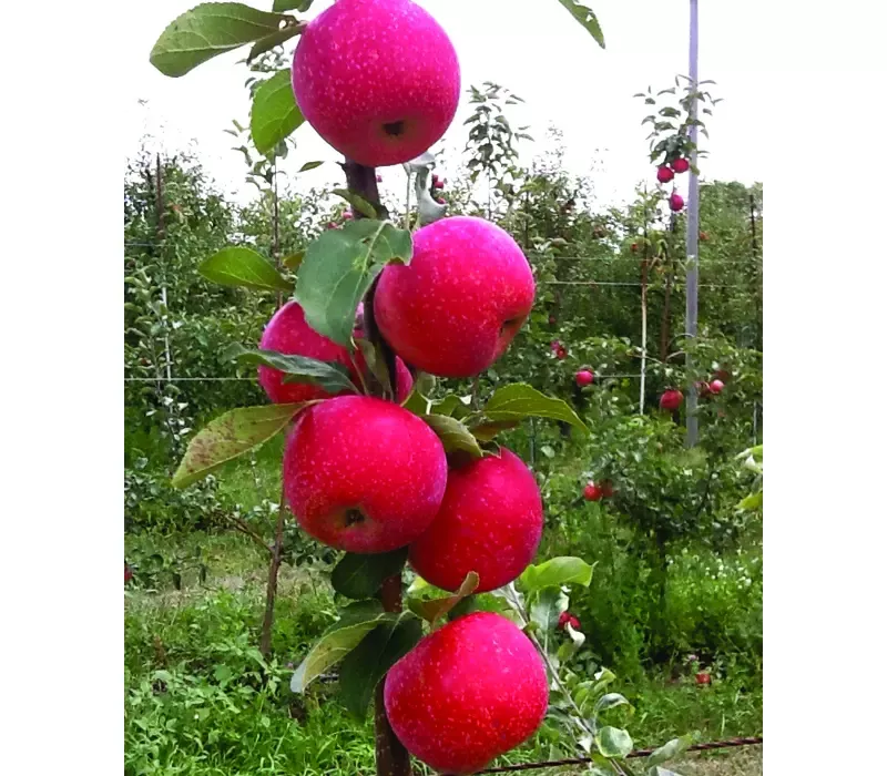 KinderKrisp Apple