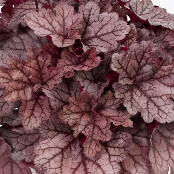 Kira™ Jersey Heuchera