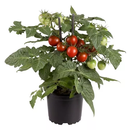 Kitchen Minis™ Cocoa Cherry Tomato