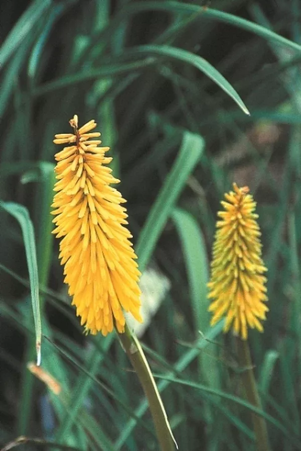 Kniphofia 'Bleached Blonde'