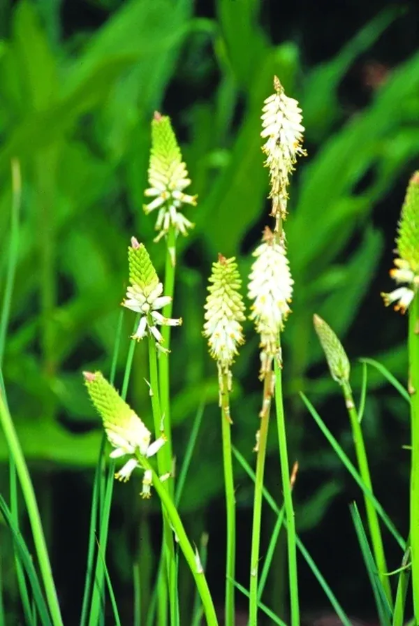 Kniphofia buchananii