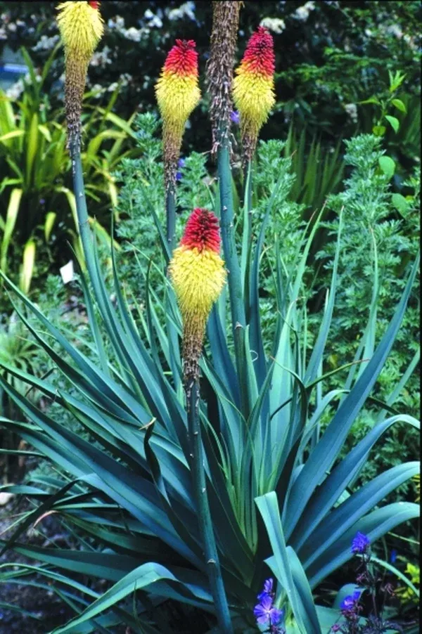 Kniphofia caulescens
