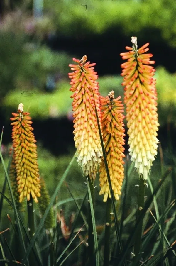 Kniphofia 'Cobra'