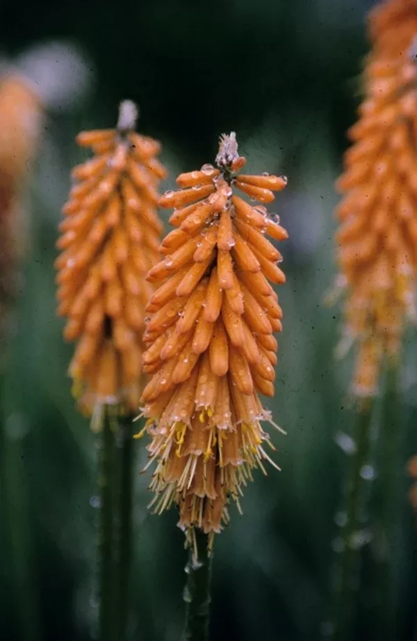 Kniphofia 'First Sunrise' PP 16,036